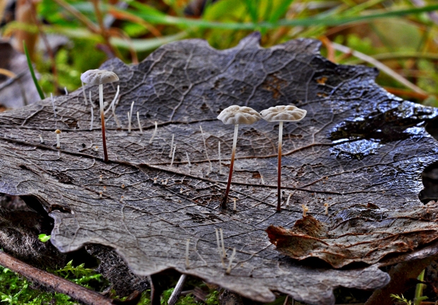 prilbička listová Mycena mucor (Batsch) Quél.