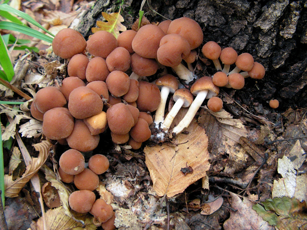 drobuľka vodomilná ? Psathyrella piluliformis (Bull.) P.D. Orton