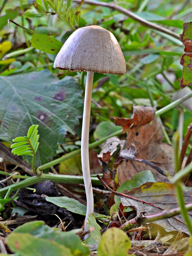 drobuľka nežná Psathyrella prona (Fr.) Gillet