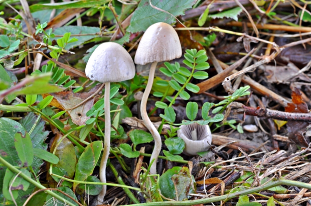 drobuľka nežná Psathyrella prona (Fr.) Gillet