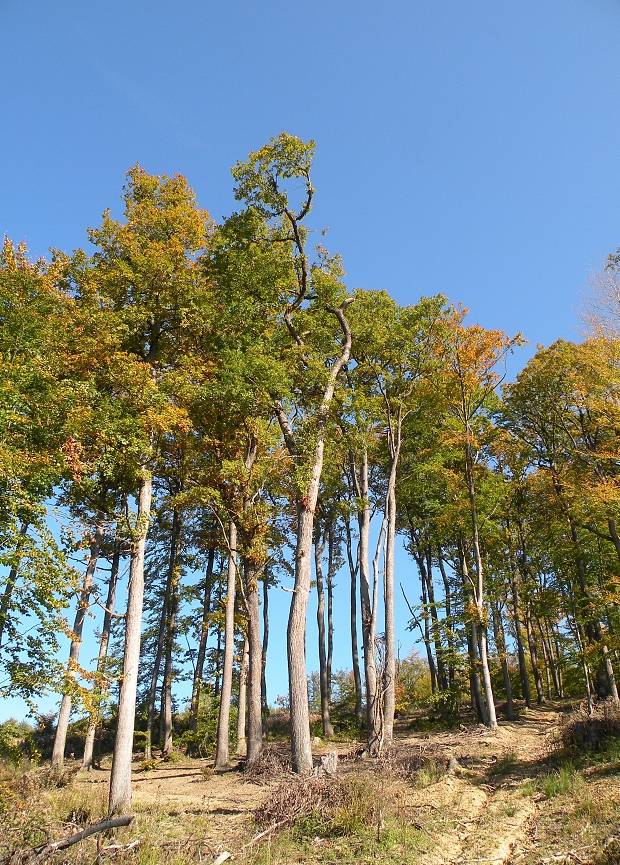 torzo Quercus petraea (Matt.) Liebl.