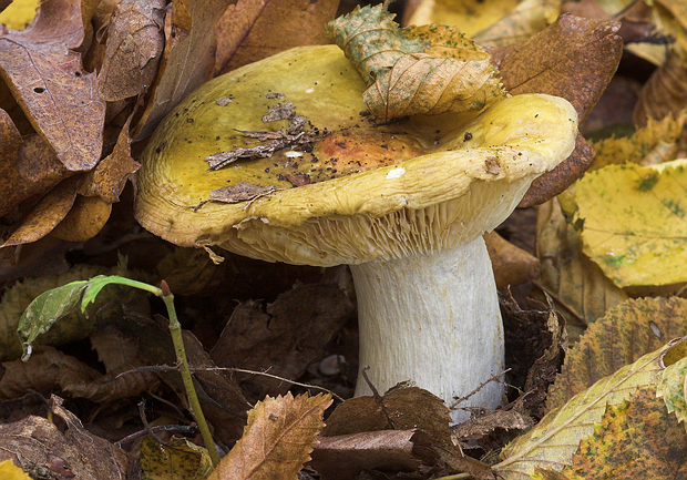 plávka hlinovožltá Russula ochroleuca Fr.