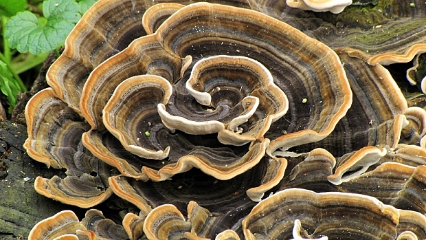 trúdnikovec pestrý-outkovka pestrá Trametes versicolor (L.) Lloyd