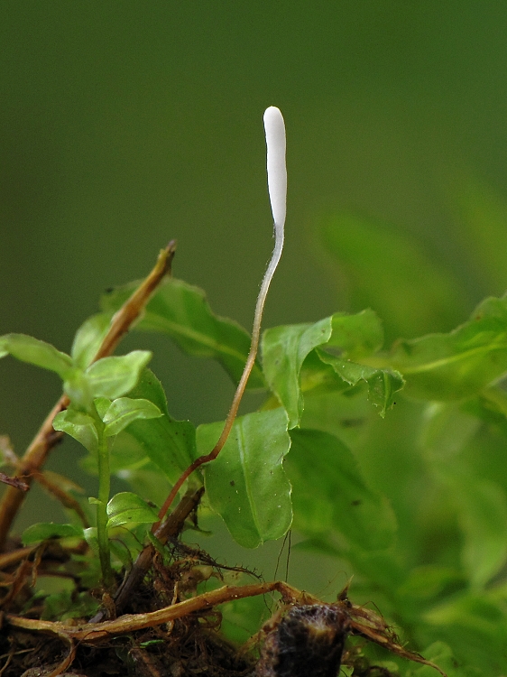 piestovka červenohlúbiková Typhula erythropus (Pers.) Fr.