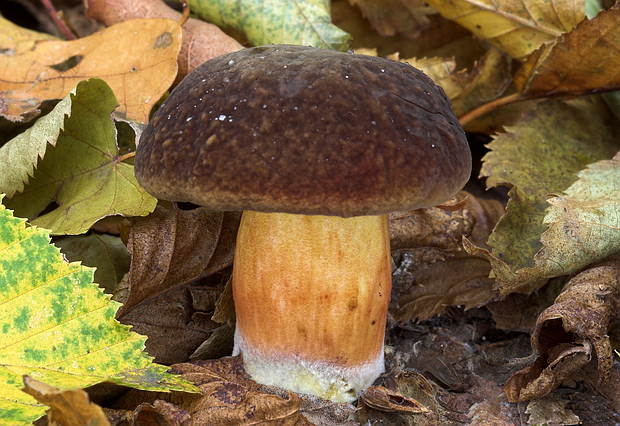 suchohríbnik zamatový Xerocomellus pruinatus (Fr. & Hök) Šutara