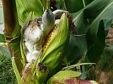 sněť kukuřičná - Sneť kukuricová