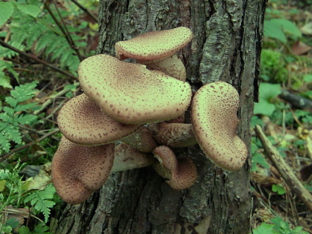 podpňovka tmavá Armillaria ostoyae (Romagn.) Herink