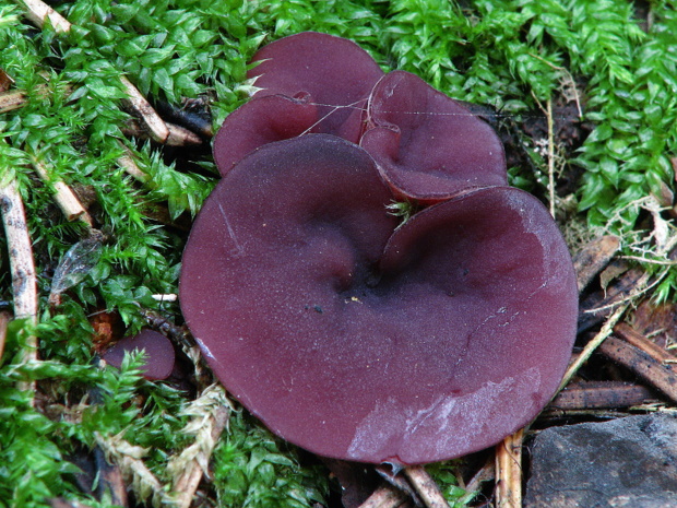 vrtidlovka Ascocoryne sp.