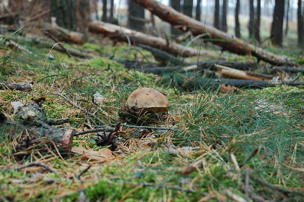 hríb smrekový Boletus edulis Bull.