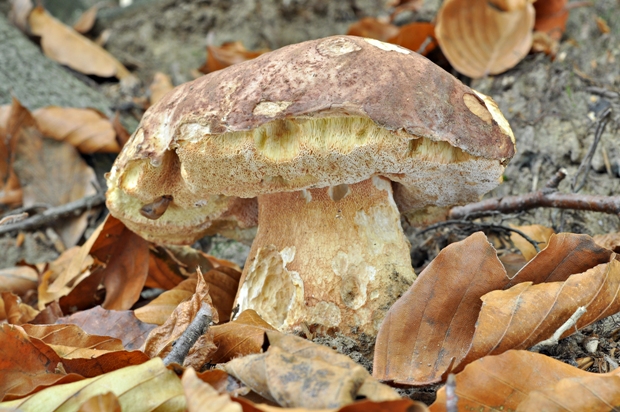 hríb sosnový Boletus pinophilus Pil. et Dermek in Pil.