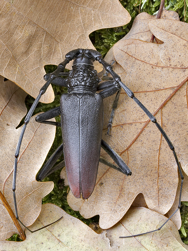 fuzáč veľký  Cerambyx cerdo