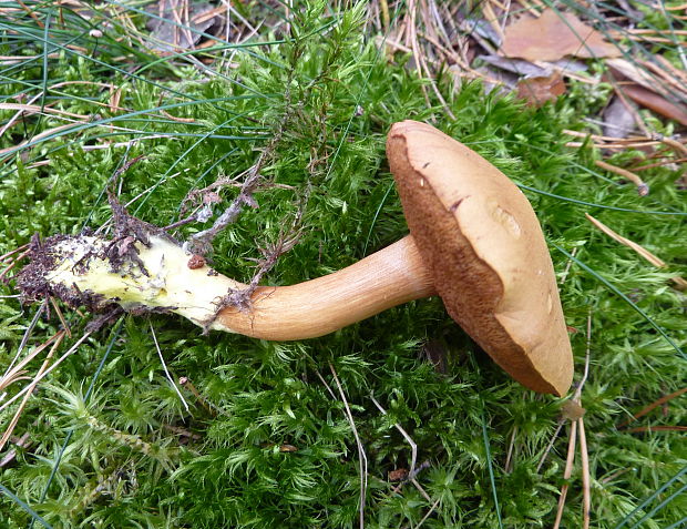 meďovec korenistý Chalciporus piperatus (Bull.) Bataille