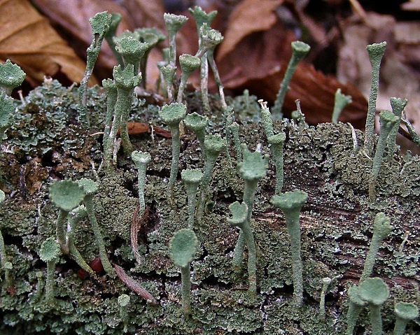 dutohlávka riasnatá Cladonia fimbriata (L.) Fr.