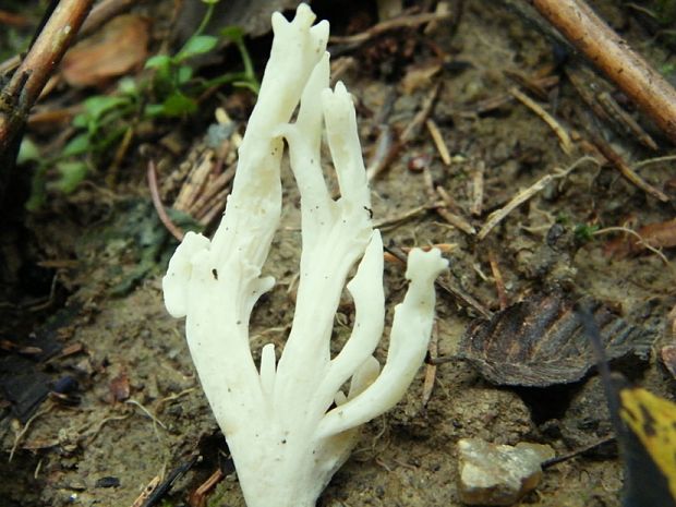 konárovka hrebenitá Clavulina coralloides (L.) J. Schröt.