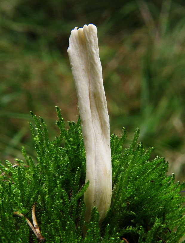 konárovka vráskavá Clavulina rugosa (Bull.) J. Schröt.