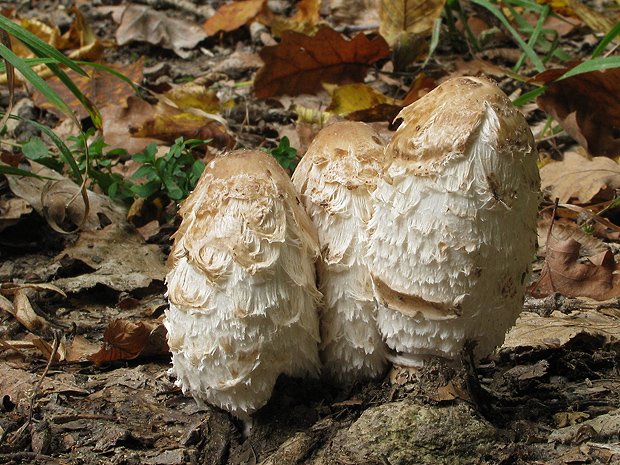 hnojník obyčajný Coprinus comatus (O.F. Müll.) Pers.