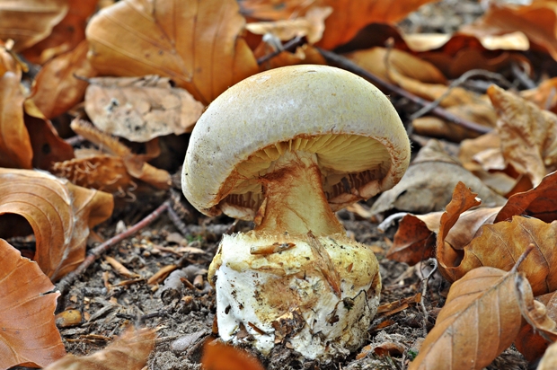 pavučinovec zmäkčený Cortinarius emollitus Fr.