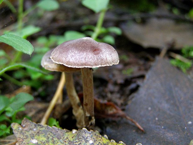 pavučinovec strebavý Cortinarius evernius (Fr.) Fr.