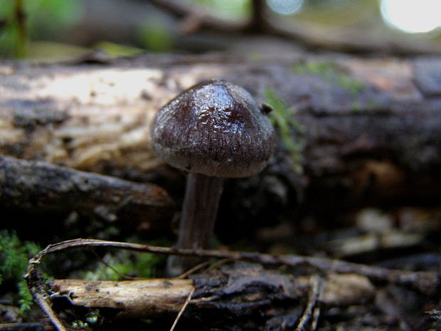 pavučinovec strebavý Cortinarius evernius (Fr.) Fr.