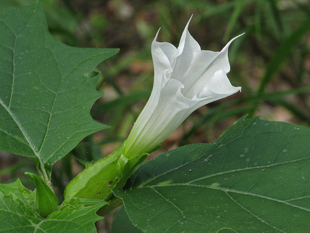 durman obyčajný Datura stramonium L.