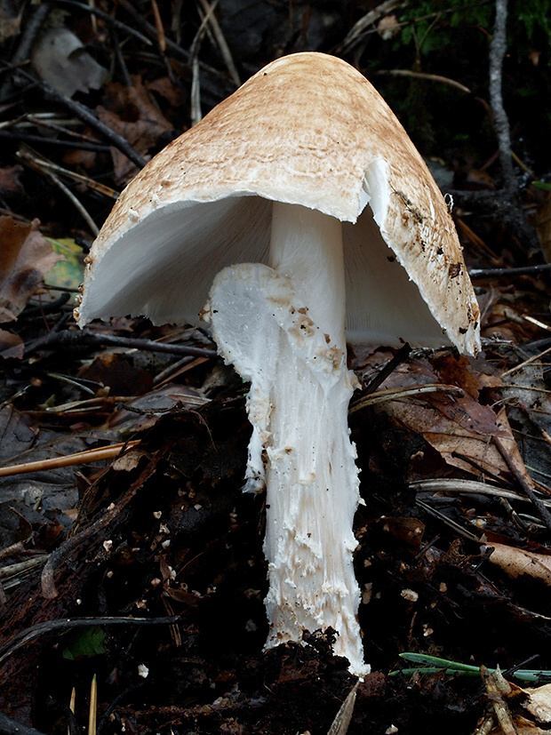 bedlička ostrošupinatá Echinoderma asperum (Pers.) Bon