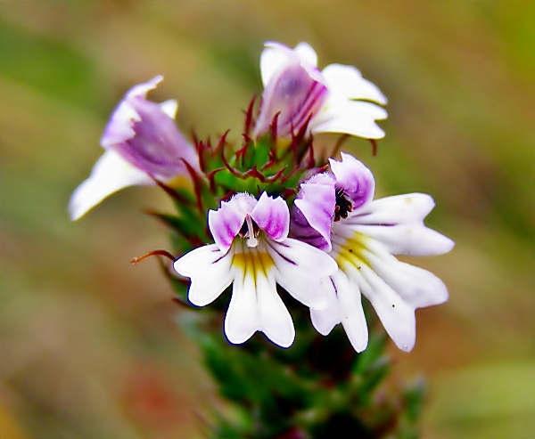 očianka rostkovova Euphrasia rostkoviana Hayne