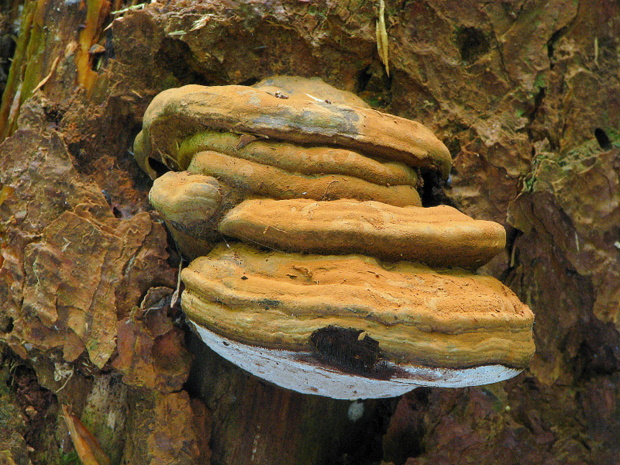 lesklokôrovka plochá Ganoderma applanatum (Pers.) Pat.