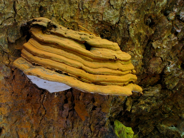 lesklokôrovka plochá Ganoderma applanatum (Pers.) Pat.