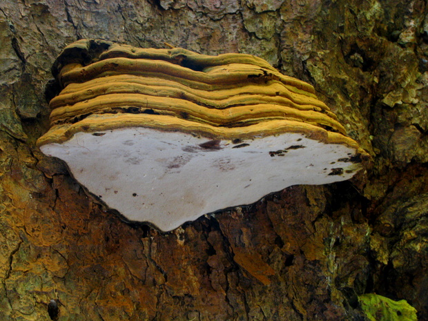 lesklokôrovka plochá Ganoderma applanatum (Pers.) Pat.