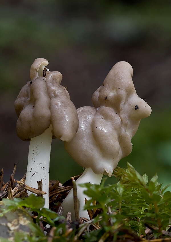 chriapač pružný Helvella elastica Bull.