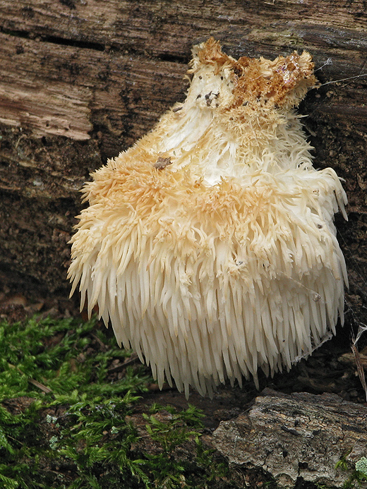 koralovec ježovitý Hericium erinaceus (Bull.) Pers.