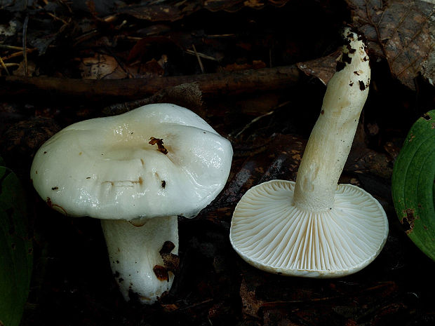 šťavnačka slonovinová Hygrophorus eburneus (Bull.) Fr.