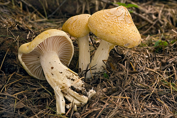 šťavnačka smrekovcová Hygrophorus lucorum Kalchbr.