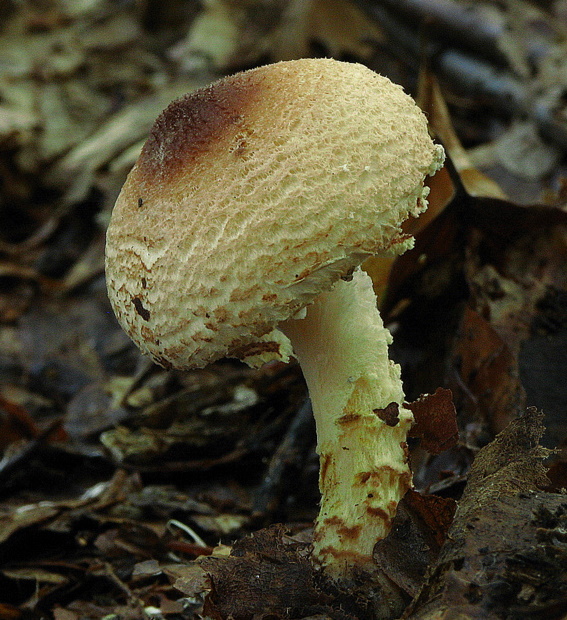 bedlička pošvatá Lepiota ignivolvata Bousset & Joss. ex Joss.