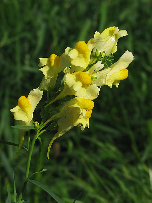 pyštek obyčajný Linaria vulgaris Mill.