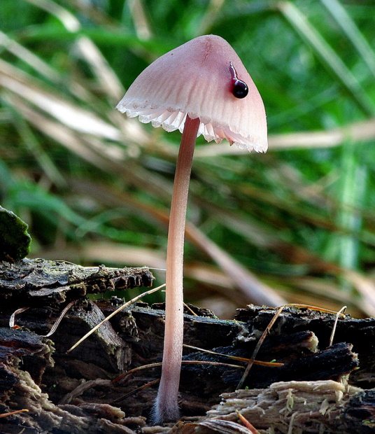 prilbička krvavomliečna Mycena haematopus (Pers.) P. Kumm.