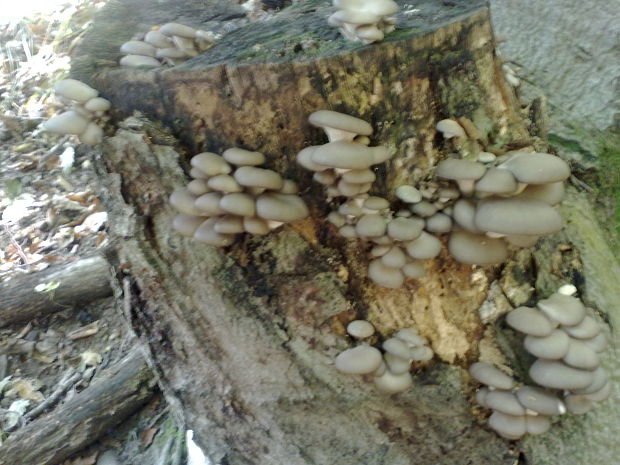 hliva ustricovitá modrastá Pleurotus columbinus Quél.