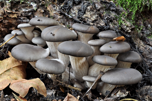 hliva ustricovitá Pleurotus ostreatus (Jacq.) P. Kumm.