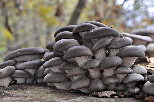 hliva ustricovitá Pleurotus ostreatus (Jacq.) P. Kumm.