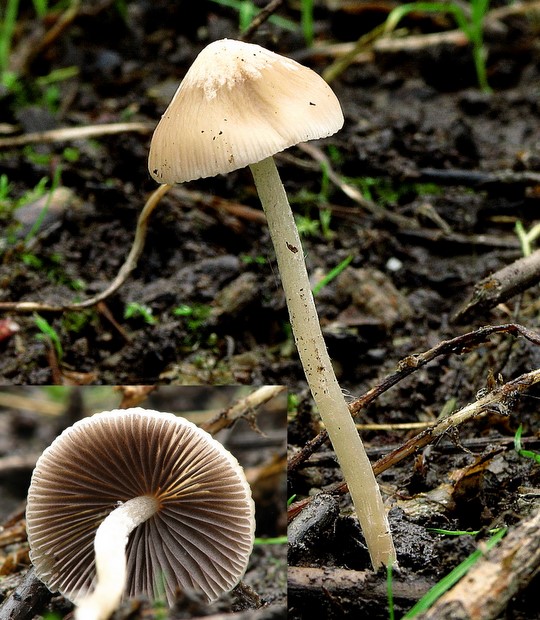 drobuľka Psathyrella sp.