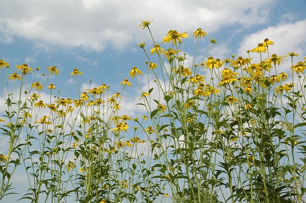 rudbekia strapatá Rudbeckia laciniata L.