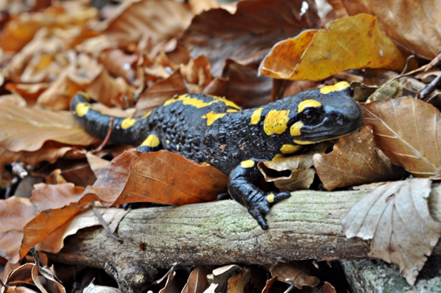 salamandra škvrnitá Salamandra salamandra