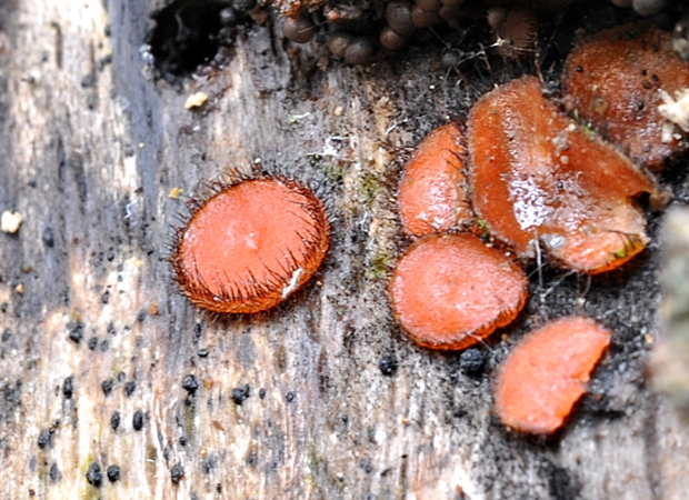 štítovnička Scutellinia sp.