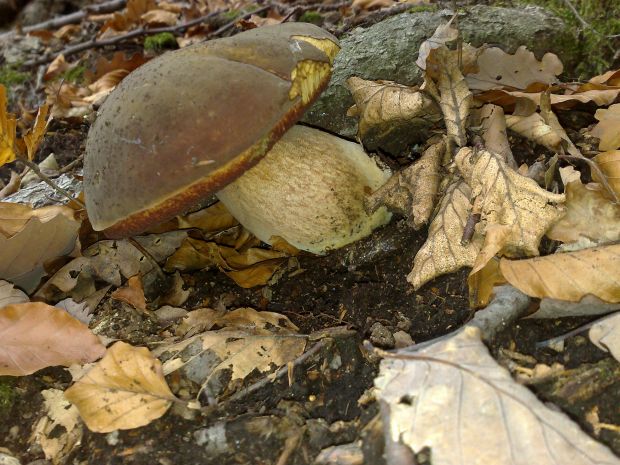 hríb zrnitohlúbikový Sutorius luridiformis (Rostk.) G. Wu & Zhu L. Yang