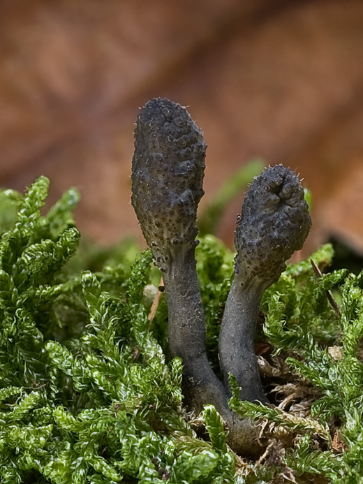 žezlovka srnková Tolypocladium ophioglossoides (J.F. Gmel.) Quandt, Kepler & Spatafora