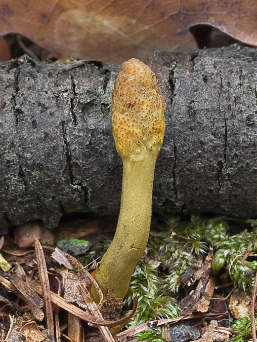 žezlovka srnková Tolypocladium ophioglossoides (J.F. Gmel.) Quandt, Kepler & Spatafora