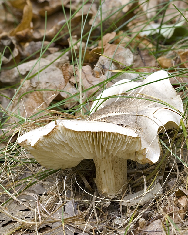 čírovka mydlová Tricholoma saponaceum (Fr.) P. Kumm.