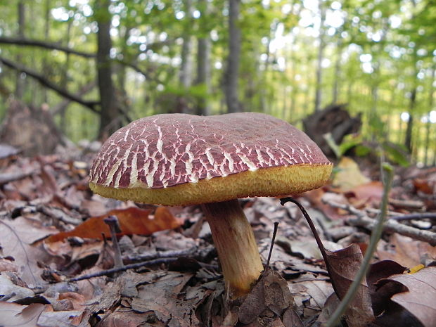 suchohríb vlhkomilný Xerocomellus ripariellus (Redeuilh) Šutara