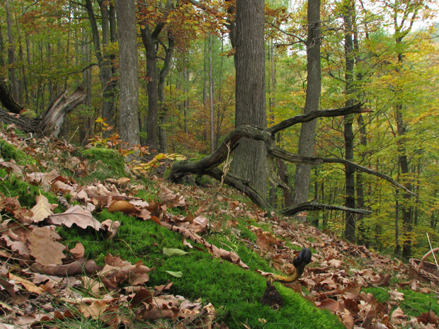 biotop žezlovky