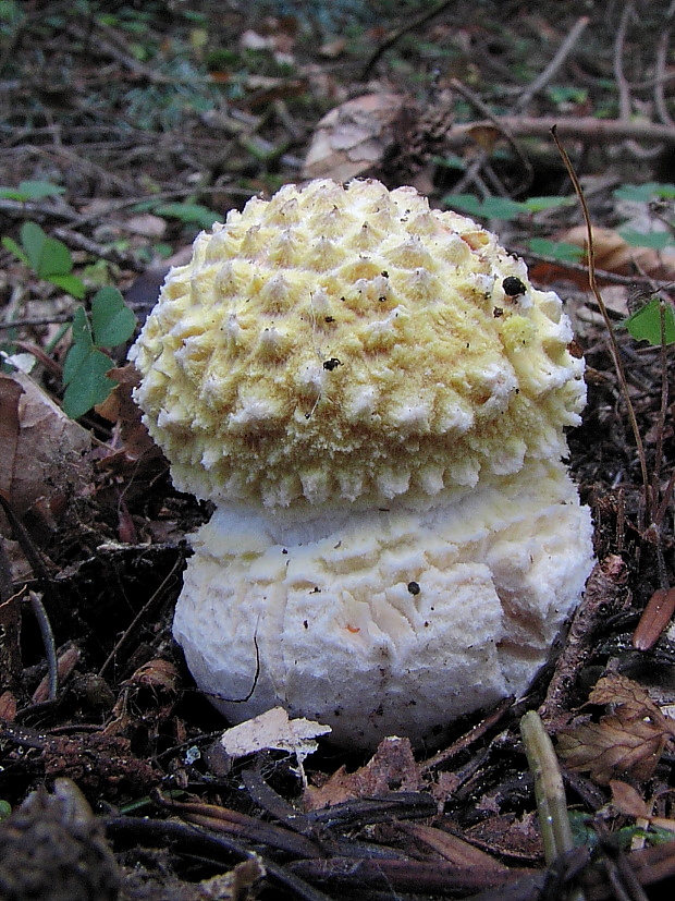 muchotrávka Amanita sp.